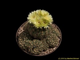 Gymnocalycium leeanum 69